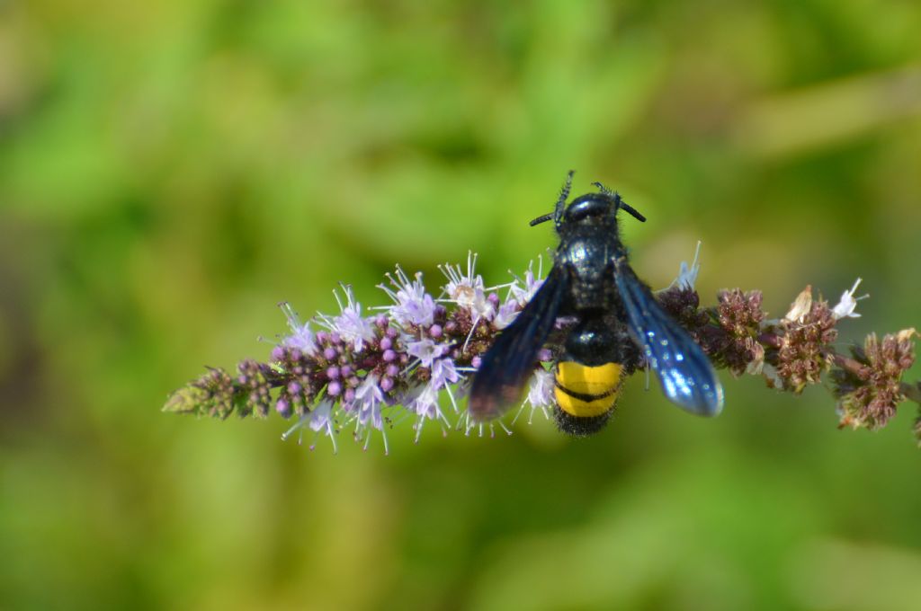 Scolia hirta, Scoliidae